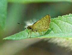 Vinius pulcherrimus