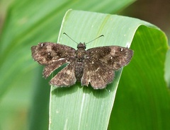 Staphylus ascalon