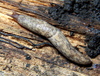 Milky Slug - Photo (c) Bruce Marlin, some rights reserved (CC BY-SA)