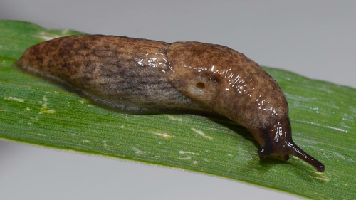 Milky Slug, photo 2 of 9