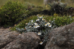 Eumorphia prostrata