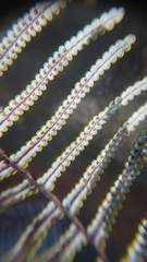 Gleichenia inclusisora