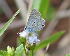 Hemiargus hanno hanno