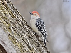 Melanerpes carolinus