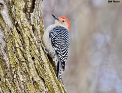 Melanerpes carolinus