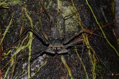 Paraphrynus laevifrons