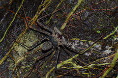 Paraphrynus laevifrons