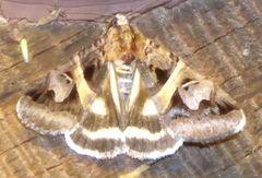 Drasteria grandirena