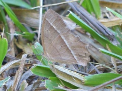 Taygetis tripunctata
