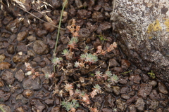 Psammotropha mucronata mucronata