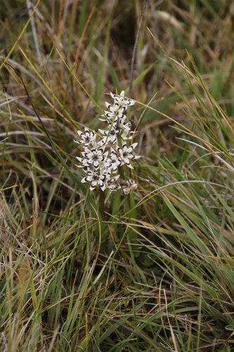 Image of Wurmbea elatior by (c) Tony Rebelo, some rights reserved (CC BY-SA)