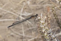 Cyanallagma interruptum