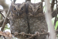 Otus ireneae