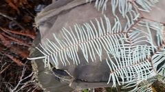 Gleichenia inclusisora