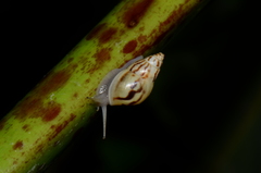 Drymaeus attenuatus