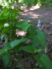 Viola nemoralis
