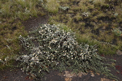 Eumorphia prostrata