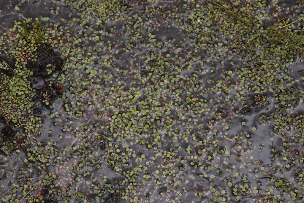 Limosella vesiculosa (Limosella vesiculosa)
