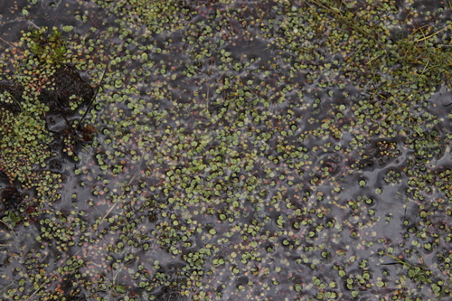 Image of Limosella vesiculosa by (c) Tony Rebelo, some rights reserved (CC BY-SA)