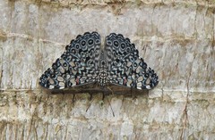 Hamadryas feronia