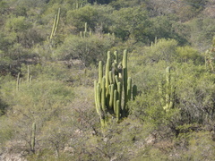 Trichocereus terscheckii