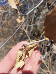 Disholcaspis pedunculoides