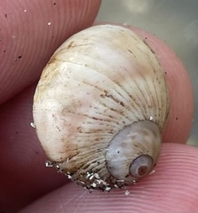 Notocochlis guesti