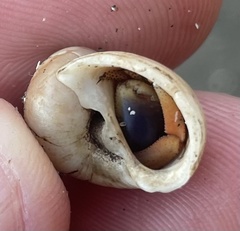 Notocochlis guesti