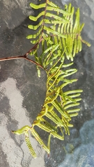 Gleichenia inclusisora