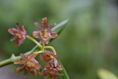 Epidendrum trachysepalum