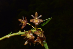 Epidendrum trachysepalum
