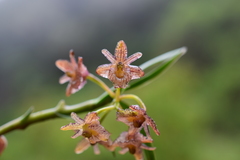 Epidendrum trachysepalum