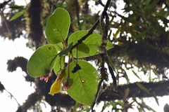 Gesnerieae