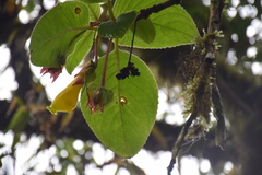 Gesnerieae