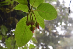 Gesnerieae