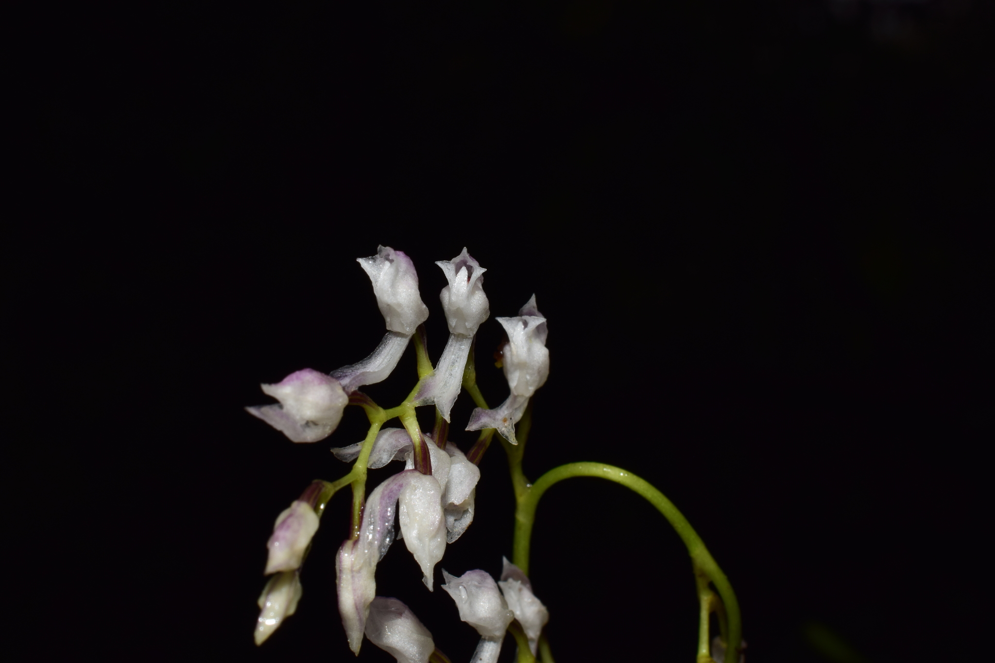 Cyrtochilum acuminatum (Rchb.f.) Kraenzl. 3