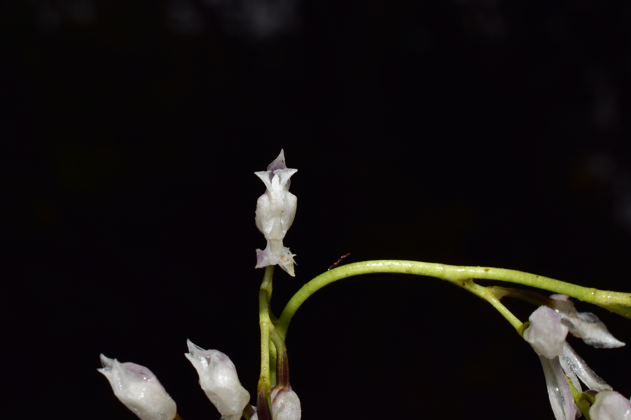 Cyrtochilum acuminatum (Rchb.f.) Kraenzl. 2