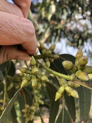 Eucalyptus litoralis