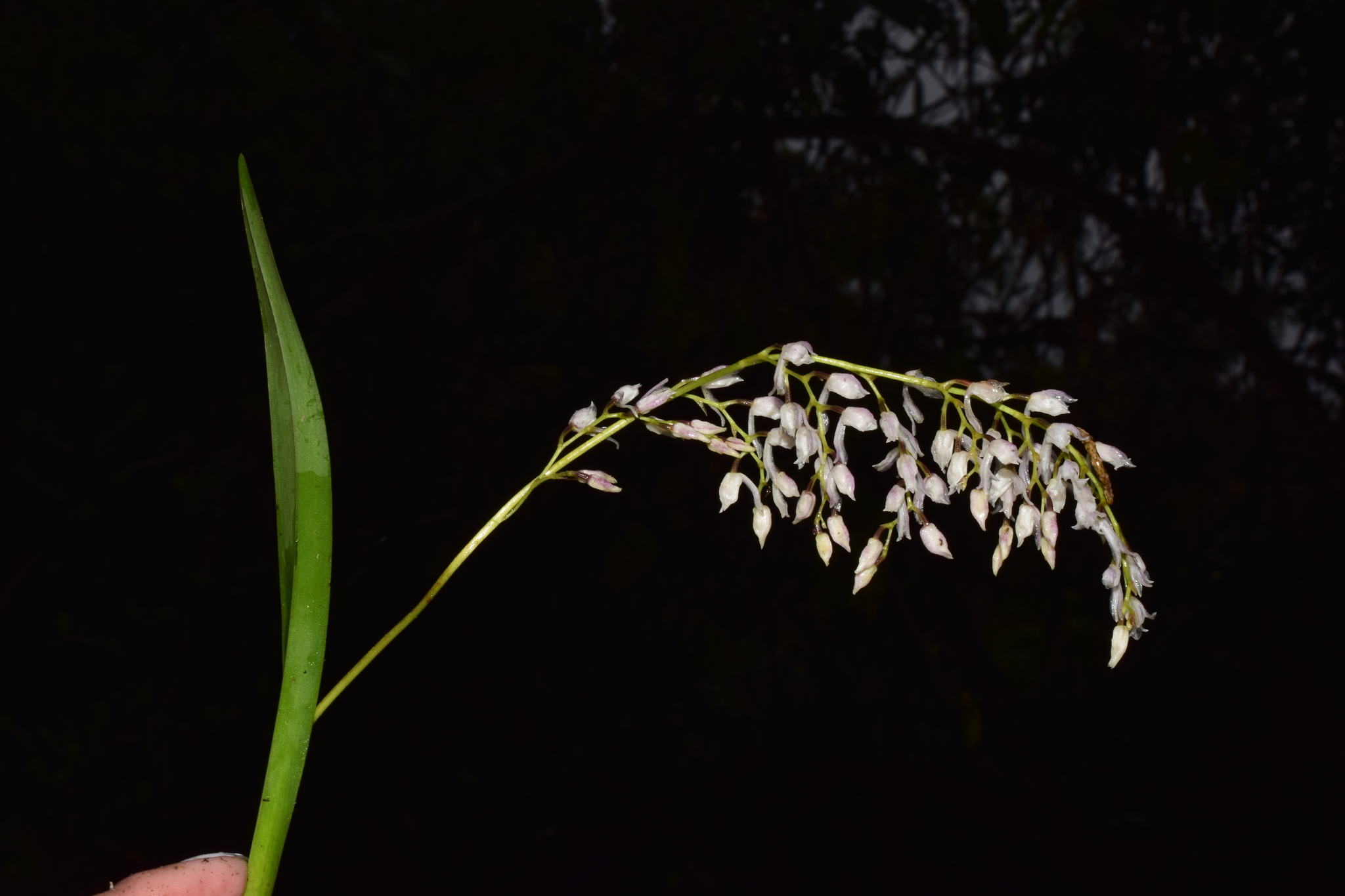 Cyrtochilum acuminatum (Rchb.f.) Kraenzl. 4