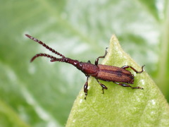 Hyperephanus