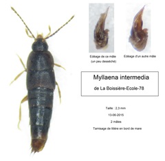 Myllaena intermedia