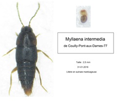 Myllaena intermedia
