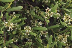 Geijera linearifolia