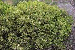 Geijera linearifolia