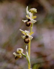 Ophrys sphegodes massiliensis