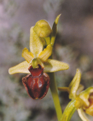 Ophrys sphegodes massiliensis