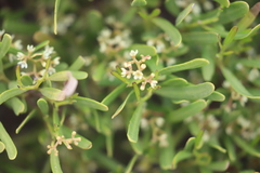 Geijera linearifolia