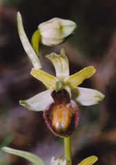 Ophrys sphegodes massiliensis