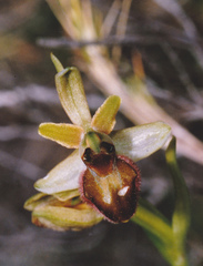 Ophrys sphegodes massiliensis