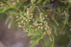 Geijera linearifolia